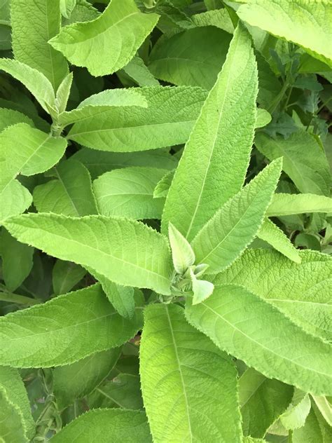 sabong english|Blumea balsamifera .